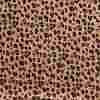 Léopard Gaze de coton